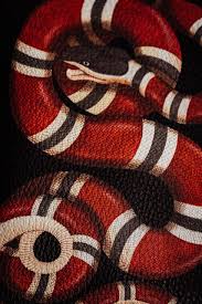 Browse millions of popular gucc wallpapers. Gucci Snake Wallpapers Wallpaper Cave