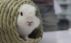 Bei artgerechter haltung müssen pro kaninchen zwei quadratmeter käfigfläche zur verfügung stehen. Innenhaltung Kaninchen In Der Wohnung Halten