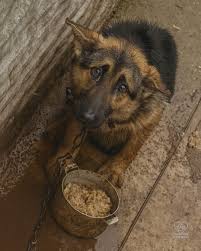 Dog named alpha rescued and healed