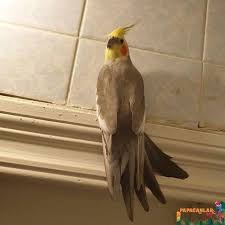 sultan papaganlari papagan papaganlar sultan