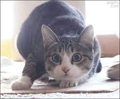 Top 15 Very Funny Cat Gifs Animals Funny Gif Cats