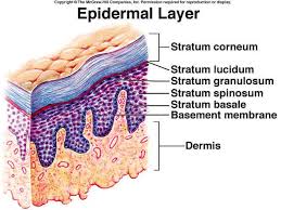 Skin Anatomy 101 Cosmotruth Skin Anatomy Integumentary System Anatomy