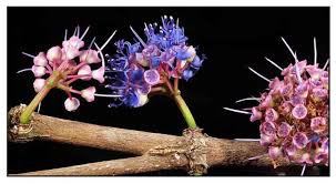 Image result for Memecylon myrianthum