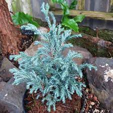 We did not find results for: Chamaecyparis Pisifera Baby Blue M D Baby Blue 12 50 Kenwith Conifer Nursery Miniature And Dwarf Conifers Tree Nursery Order Online Plants And Trees