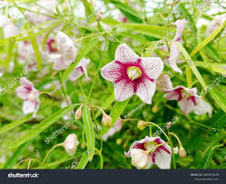 Image result for Secamone