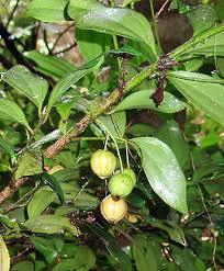 Image result for Cryptocarya liebertiana