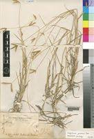 Image result for Dactyloctenium geminatum