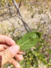 Image result for Boscia mossambicensis