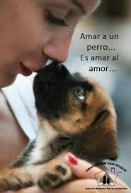 Verdadero Amor Perros Frases Perros Animales Frases