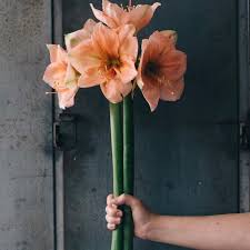 The different accommodations available in the community are perfectly suited for each residents' unique needs. 7 Haus Flowers Home Facebook
