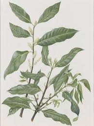 Image result for Myrica salicifolia
