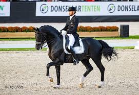 He and the stallion totilas, were triple gold medalists at the 2010 fei world equestrian games, becomi. Edward Gal Rides Toto Jr To Dutch Championship Gold Hans Peter Minderhoud Dream Boy Silver Emmelie Scholtens Desperado Bronze Dressage News
