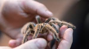 Alibaba.com offers 1,858 tarantula products. Keeping And Caring For Tarantulas As Pets