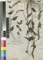 Image result for Justicia flava