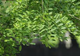 Image result for Dalbergia