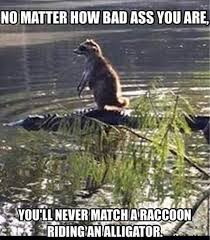 Nope And I M Ok With That Raccoon Funny Cute Funny Animals Funny Animals