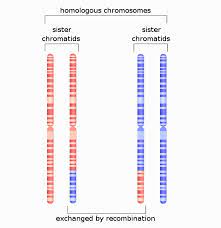 When homologous chromosomes pair together tightly in meiosis i it is called? Homologous Chromosomes Definition Examples Biology Dictionary