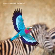 African Wildlife Foundation