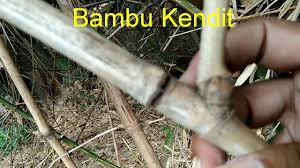 Bambu petuk itu jenisnya ada 9 macam sesuai dengan jumlah wali sanga. Download Membingungkan Ketemu Bambu Kendit Aneh Ketemu Bambu Pethuk Masih Di Pohon Mp3 Mp4 3gp Flv Download Lagu Mp3 Gratis