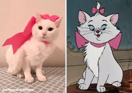 See more ideas about aristocats, disney, disney movies. Real Life Aristocats Kittens Named After Disney Characters Inside The Magic