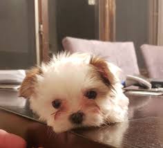 If you are unable to find your boxer puppy in our puppy for sale or dog for sale sections, please consider looking thru thousands of boxer dogs for adoption. Shorkie Puppies For Sale Michigan