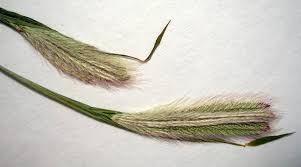 Image result for Chloris roxburghiana