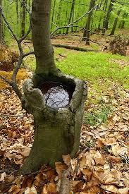 Bird Bath By The Hand Of Mother Nature Unique Trees Nature Tree Mother Nature