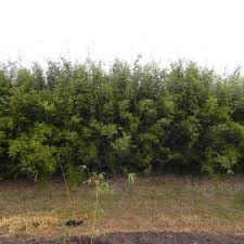 All the bamboo turn golden in the midday sun. Golden Goddess Bambusa Multiplex Palmco Wholesale Bamboo Florida