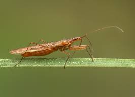 Image result for Lepidagathis eriocephala