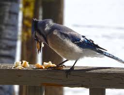 Finally, raised bowls it is a great help for cat owners the idea is to choose the best raised feeder for your pet because this decision will affect your cat's most. Bulletin 7124 Bird Feeding Basics Cooperative Extension Publications University Of Maine Cooperative Extension