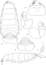 Image result for Cyclocotyla