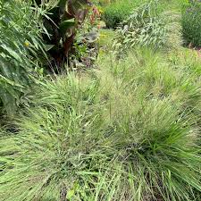 Image result for Eragrostis macrochlamys