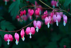 Folklore For Children The Bleeding Heart Flower Bleeding Heart Flower Bleeding Hearts Bleeding Heart