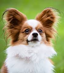 Papillon Dog Information Center A Complete Guide To A