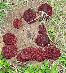 Image result for Sarcophyte piriei