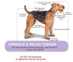 airedale terrier and welsh terrier grooming chart dog