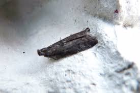 Image result for Pyla fusca