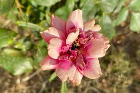 Image result for Portulaca kermesina