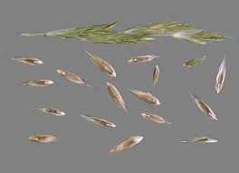Image result for Leptochloa fusca