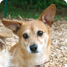 I reside in socal near los angeles. Pin On Designer Dogs I