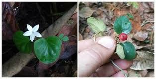 Image result for Geophila repens