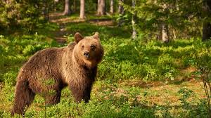 Bears are carnivoran mammals of the family ursidae. Volunteer With Bears In Romania Gap Year In A Bear Sanctuary Oyster Worldwide