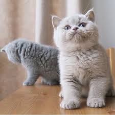 1 813 Vind Ik Leuks 27 Reacties Bsh Cats Care Britishshorthaircats Op Instagram It S Sidekick Friday Bsh Cute Cats Cute Cats Photos Baby Cats