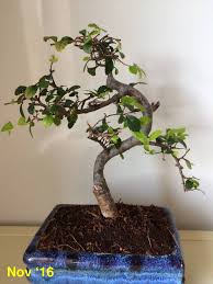 In this type of climate you learn to place a lot of importance on proper bonsai winter care. How Can I Restore Foliage In A Chinese Elm Bonsai Gardening Landscaping Stack Exchange