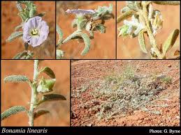 Image result for Bonamia