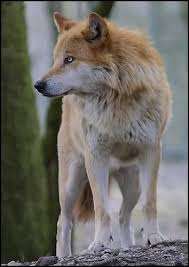 Alpha And Omega Photo Kate In Real Life Wolf Dog Animals Wolf Pictures