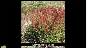 Image result for Sapium acetosella