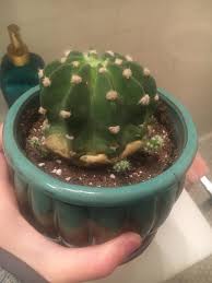 Do some research before attempting to grow cactus from pups, for best results. 3 Cactus Pups On My Domino Cactus They Even Have Little Roots Below Them When Should I Remove And Repot Houseplants
