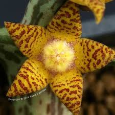 Image result for Orbea schweinfurthii