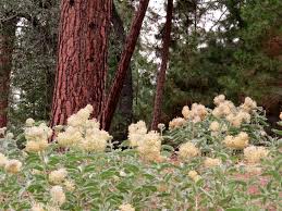 Asclepias Eriocarpa Monarch Milkweed Woollypod Milkweed Indian Milkweed And Kotolo Next To Woolly Blue Curls Asclepias California Native Plants Milkweed